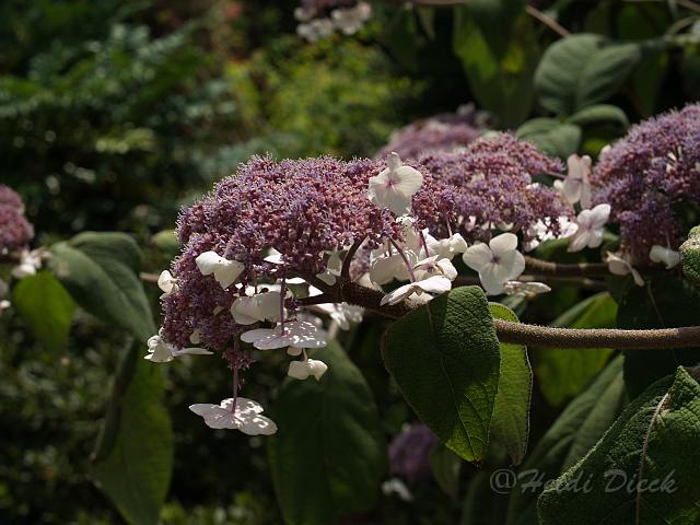 Hydrangea aspera Macrophylla1.JPG